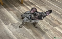 French Bulldog dogs for sale: Merle French bulldog  - Image 2