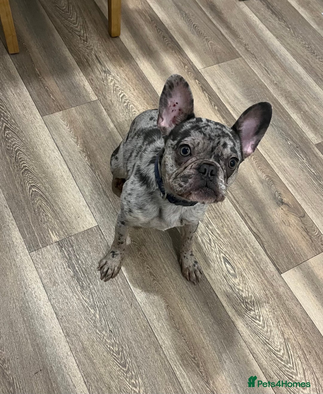 French Bulldog dogs for sale: Merle French bulldog  - Image 2
