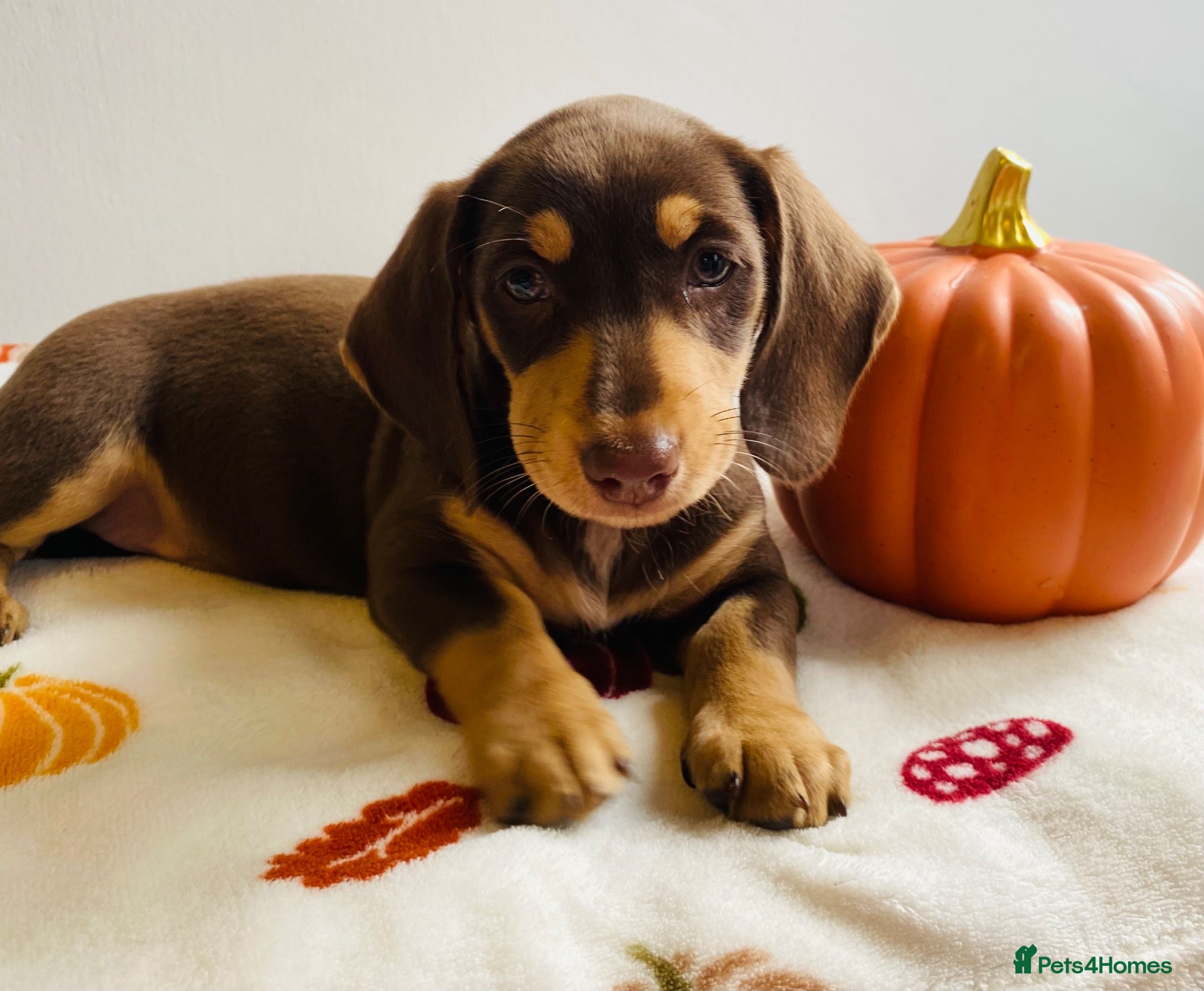 Miniature Dachshund dogs Miniature dachshund  - Advert 2