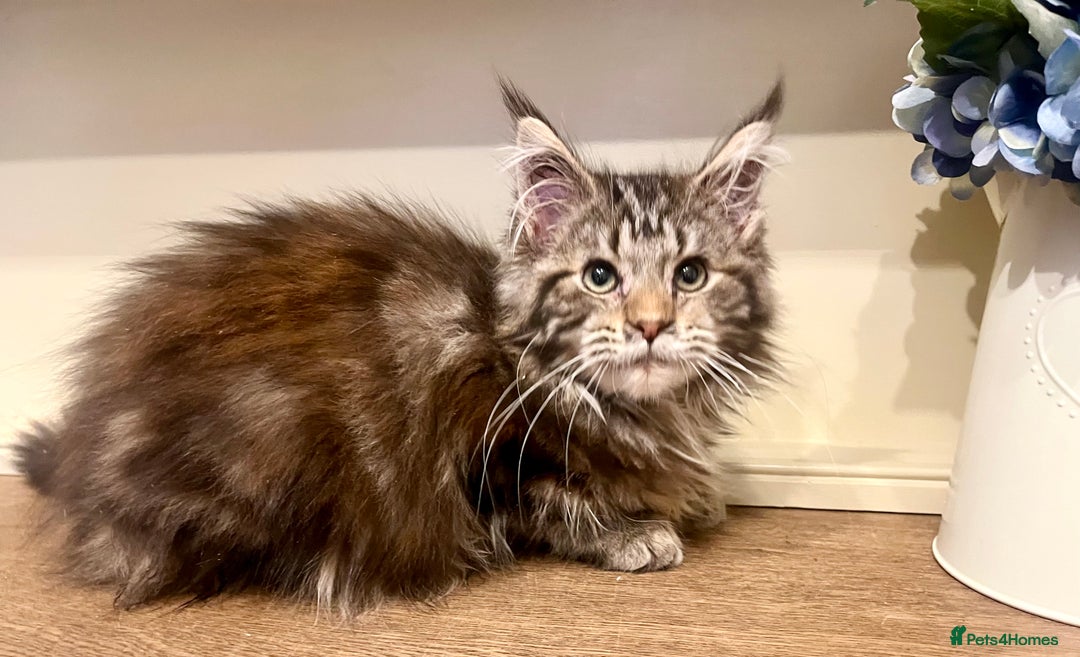 Maine Coon cats for sale: 2 Gorgeous Maine Coon Girl kittens - Advert 9