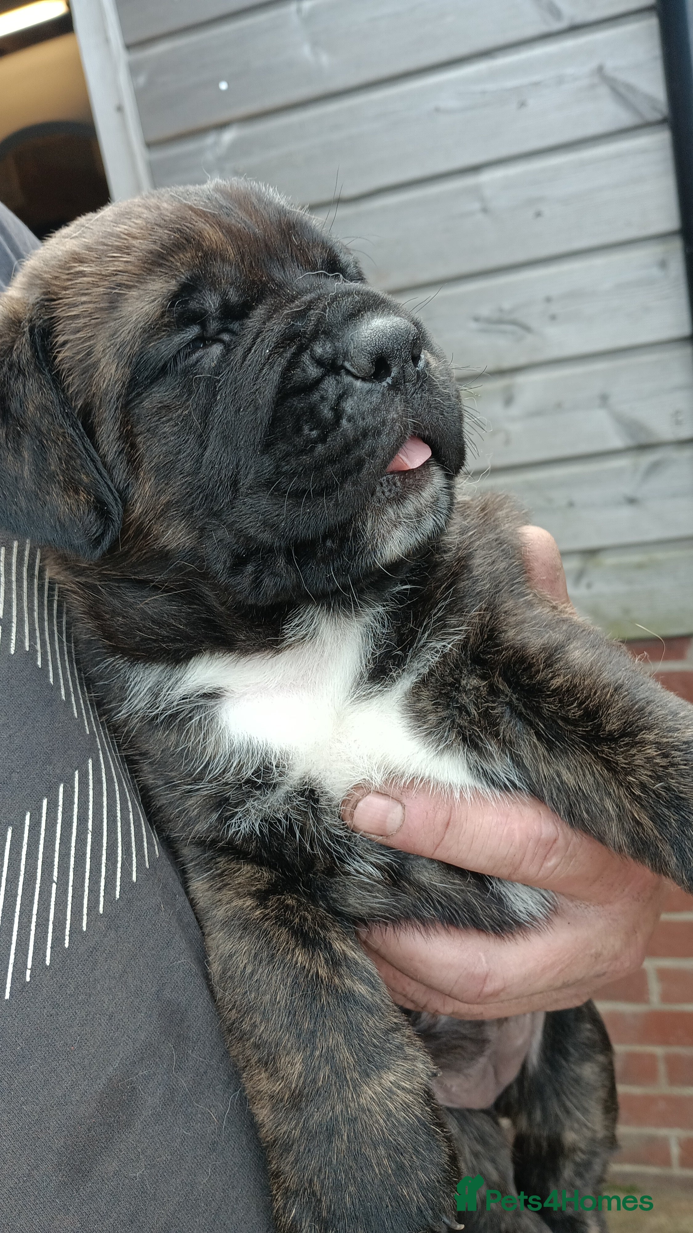 Mixed Breed dogs Saint Bernard Neapolitan x Boerboel Neapolitanbull - Advert 2