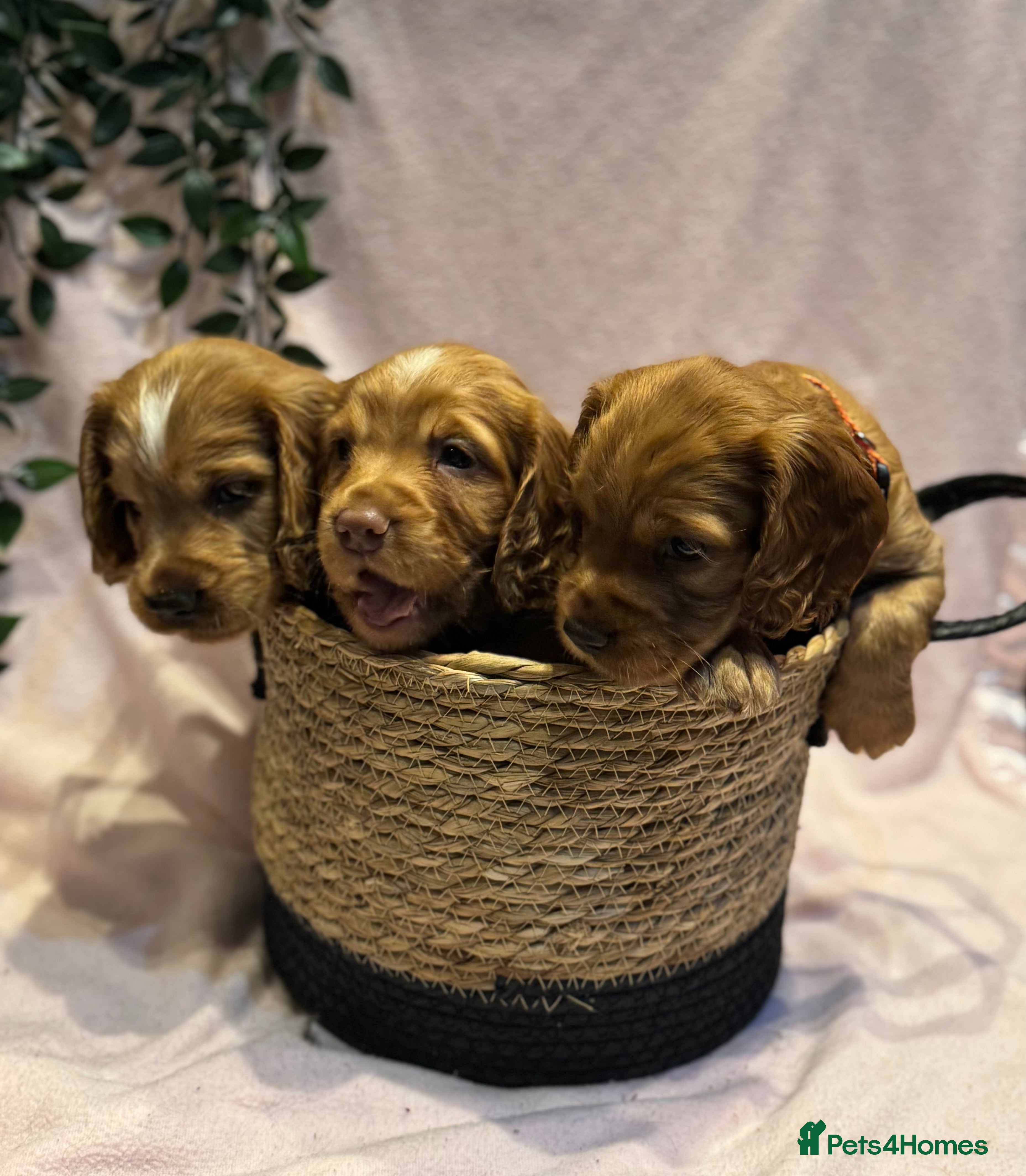 Cocker Spaniel dogs Adorable cocker spaniel puppies - Advert 3