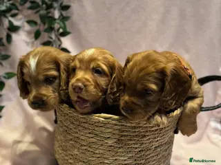 Cocker Spaniel dogs Adorable cocker spaniel puppies - Advert 3