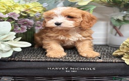 Cavapoo dogs for sale: Health tested TOY CAVAPOOS KC Parents - Image 20