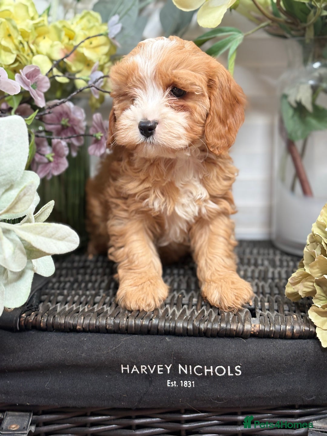 Cavapoo dogs for sale: Health tested TOY CAVAPOOS KC Parents - Image 20