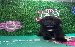 Saint Bernard dogs for sale: *Reduced* F1 St Berdoodle  - Image 23