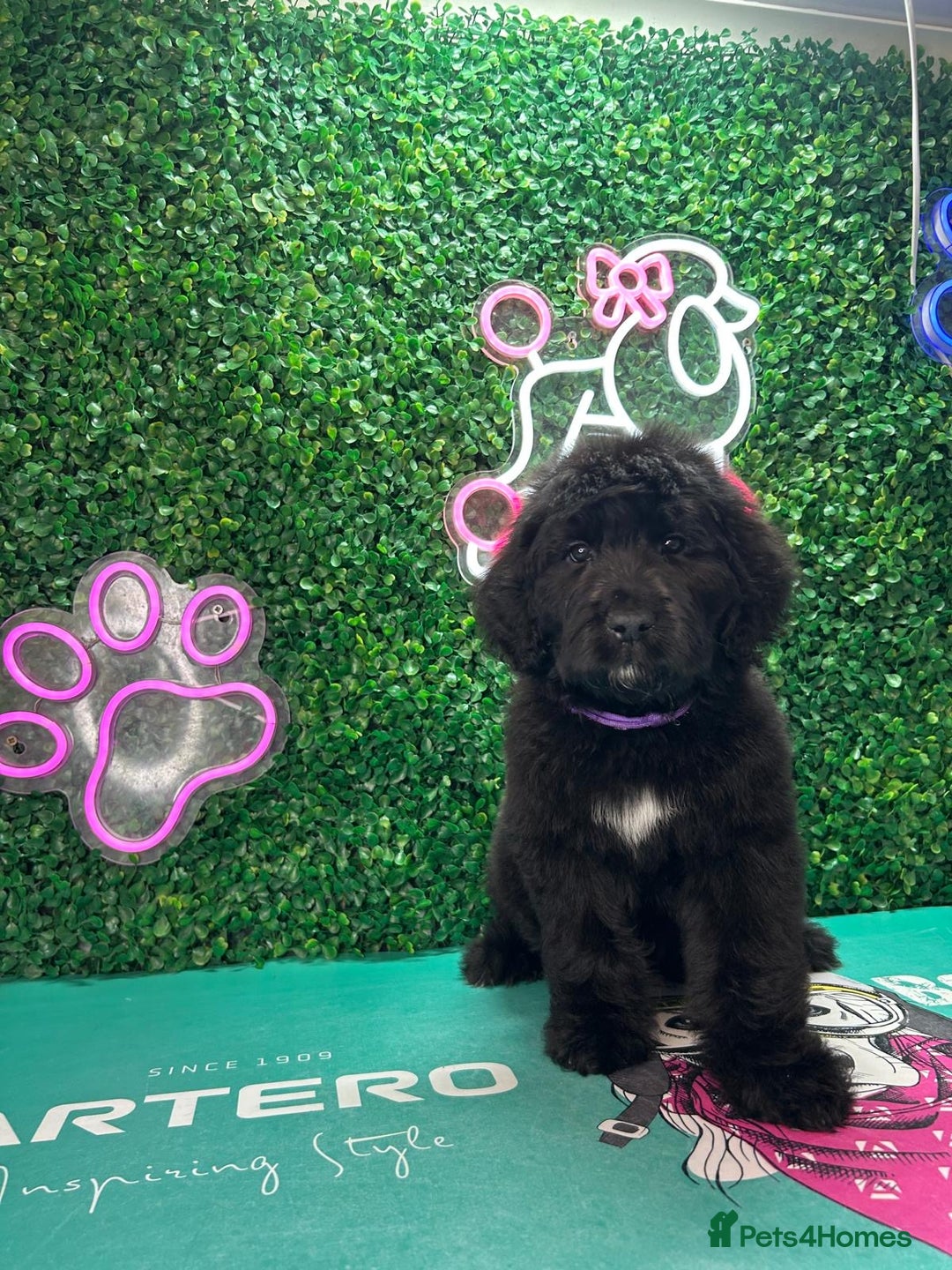 Saint Bernard dogs for sale: *Reduced* F1 St Berdoodle  - Image 23