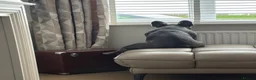 French Bulldog dogs for sale: French bulldog  - Advert 2