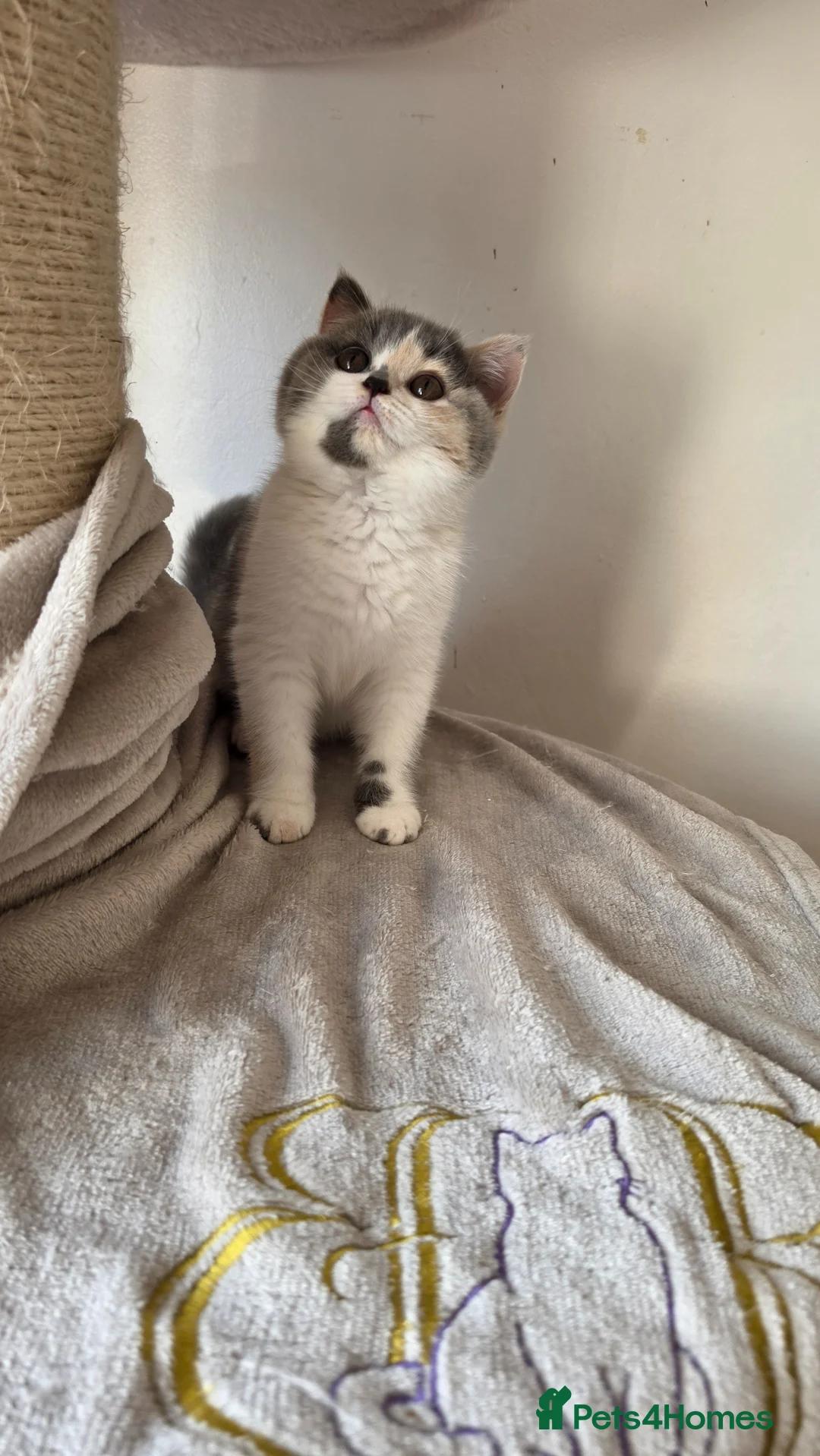 British Shorthair cats for sale: Blue tortie and white British Shorthair - Advert 2