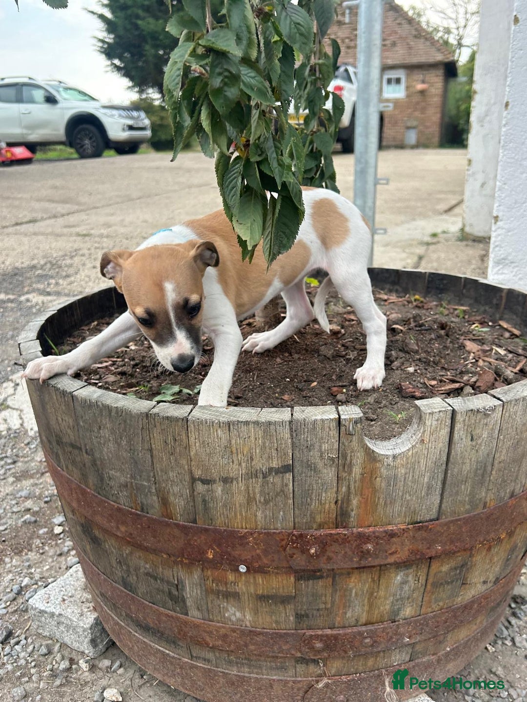 Whippet dogs for sale: Whippet  - Image 3