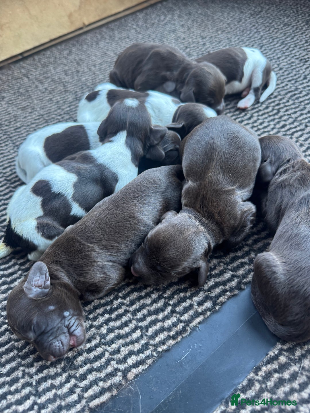 Sprocker dogs for sale: Sprocker puppies for sale - Advert 5