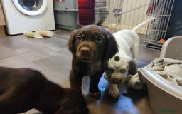 Mixed Breed dogs for sale: Sprizla pointer puppies for sale  - Image 4