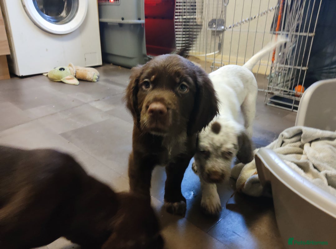 Mixed Breed dogs for sale: Sprizla pointer puppies for sale  - Image 4