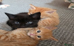 Maine Coon cats for sale: Ginger kitten's  - Image 7