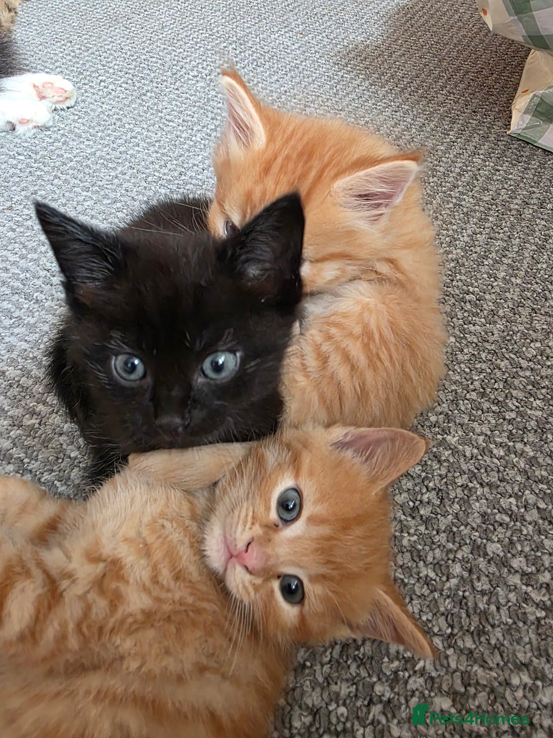 Maine Coon cats for sale: Ginger kitten's  - Image 7