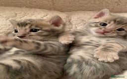 Bengal cats for sale: High Quality Bengal Beauty - Image 11