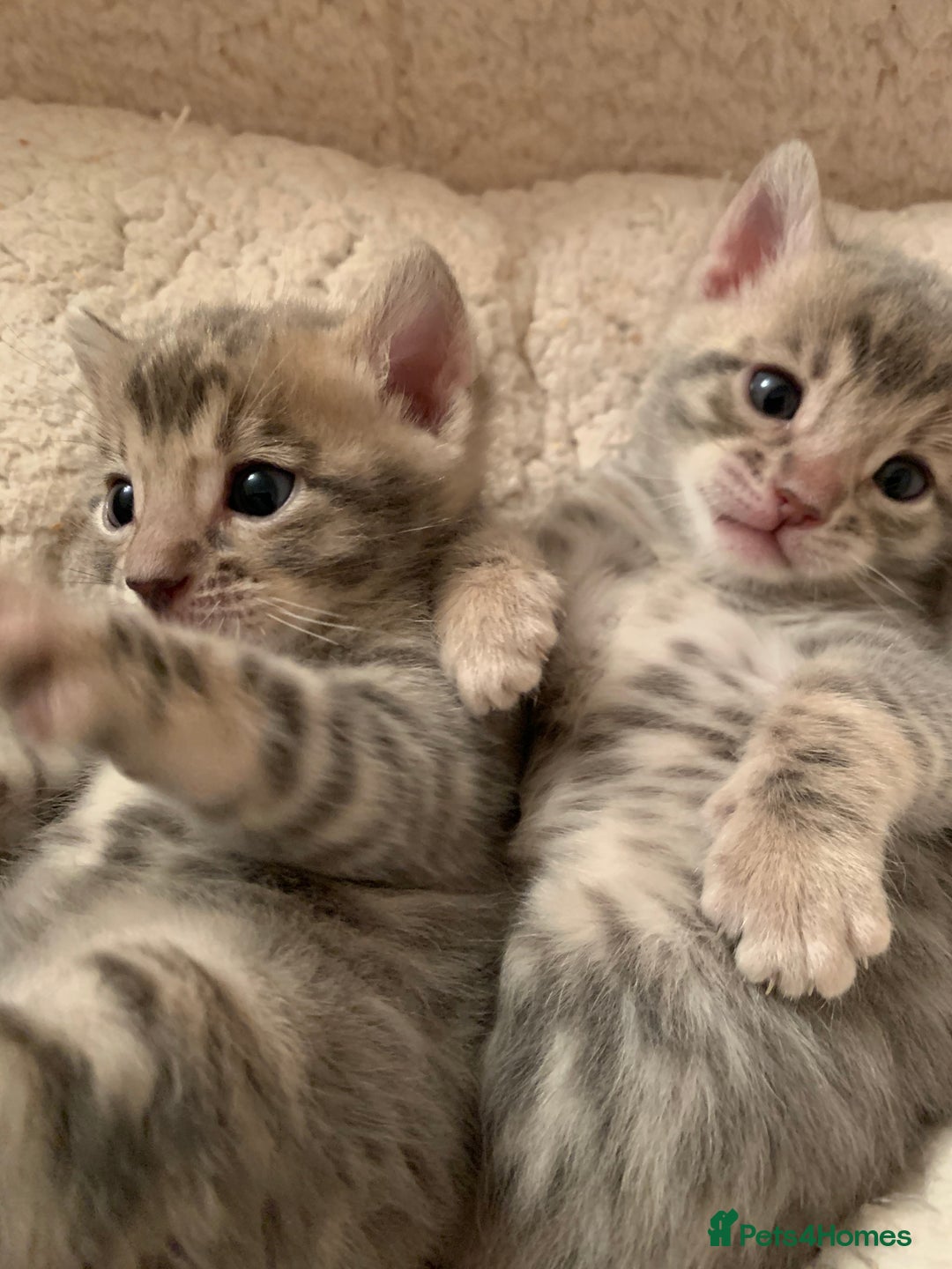 Bengal cats for sale: High Quality Bengal Beauty - Image 11