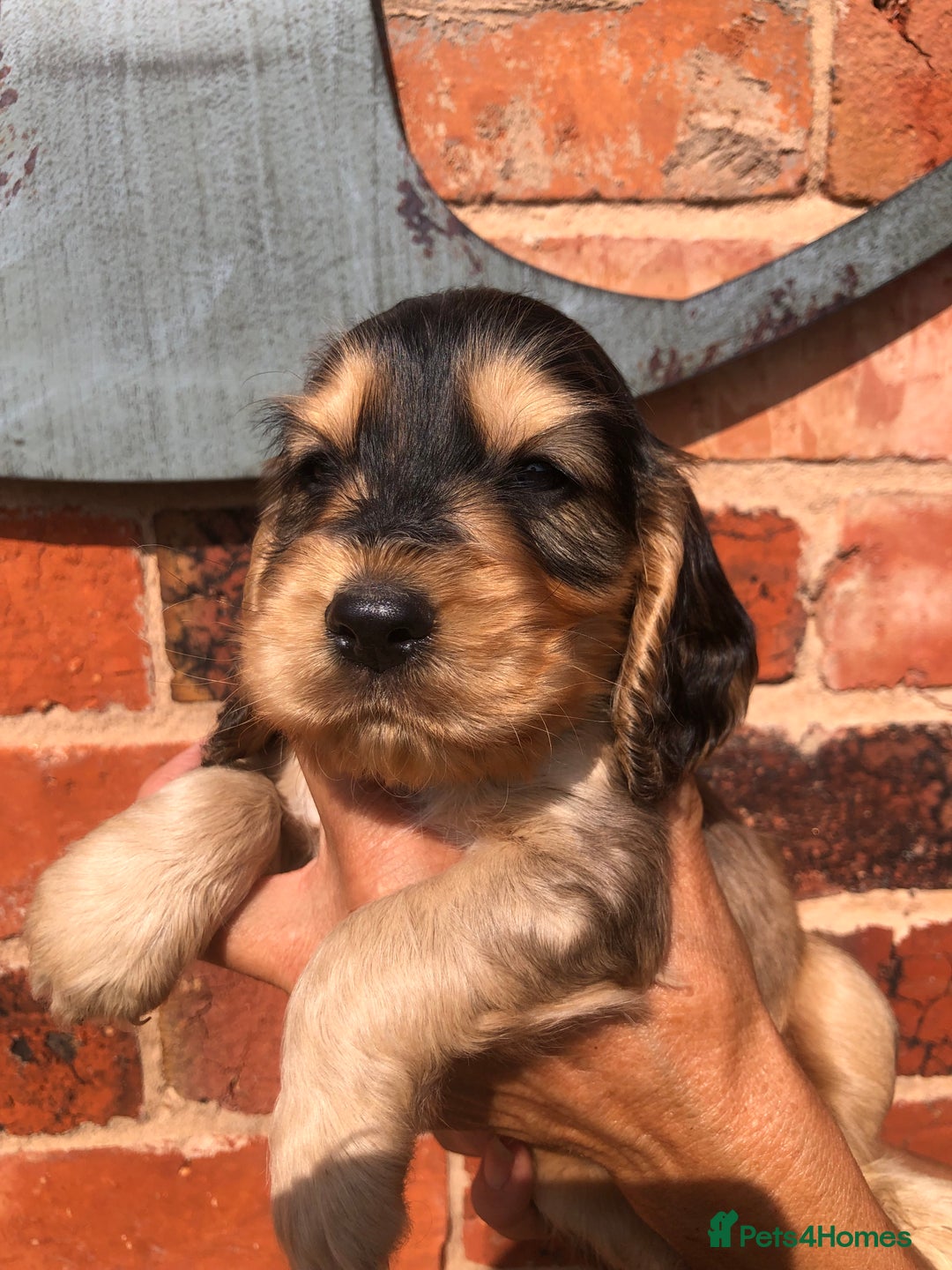 Cocker Spaniel dogs for sale: Pure beautiful show cocker spaniel puppies  - Image 19