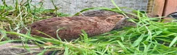 Quail poultry for sale: Coturnix Quail 1M /3F - Advert 2