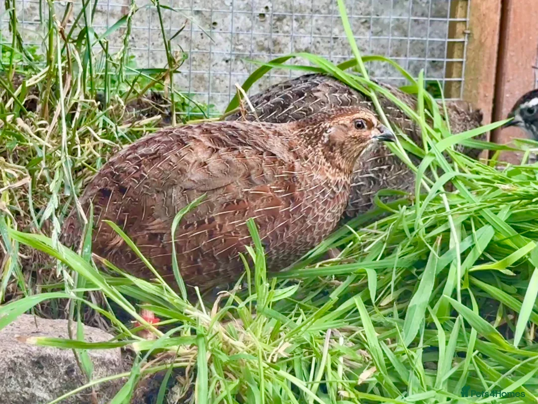 Quail poultry for sale: Coturnix Quail 1M /3F - Advert 2