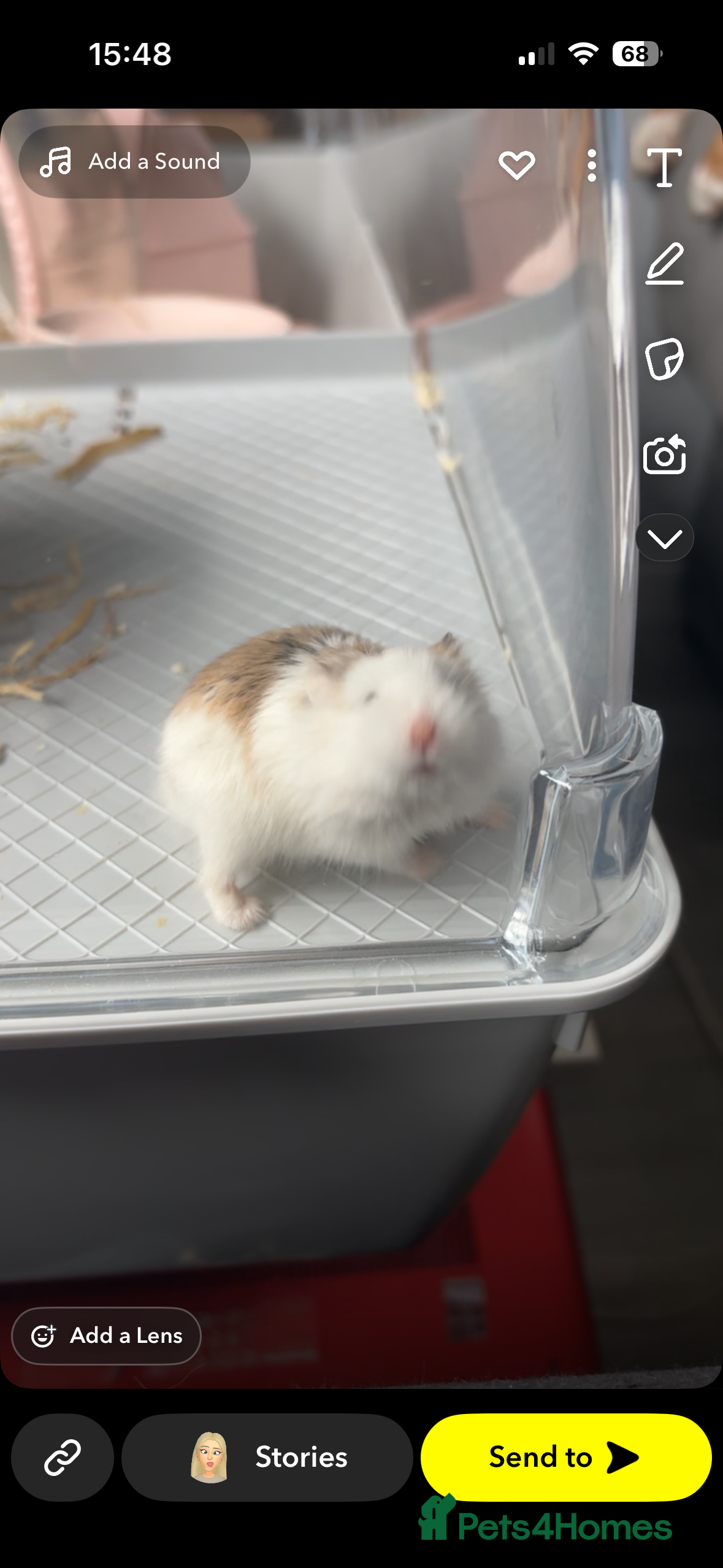 Hamster rodents Dwarf hamster for sale - Advert 5
