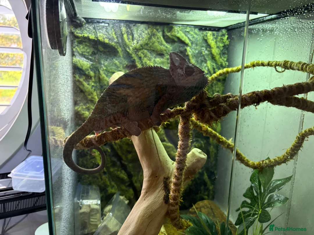 Chameleon reptiles for sale: Veiled Chameleon, Male, 2 years, comes with setup. in Bolton - Advert 2