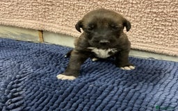 Mixed Breed dogs for sale: WOLFADOODLE F1B REVERSE. IRISH WOLFHOUND X  - Advert 26