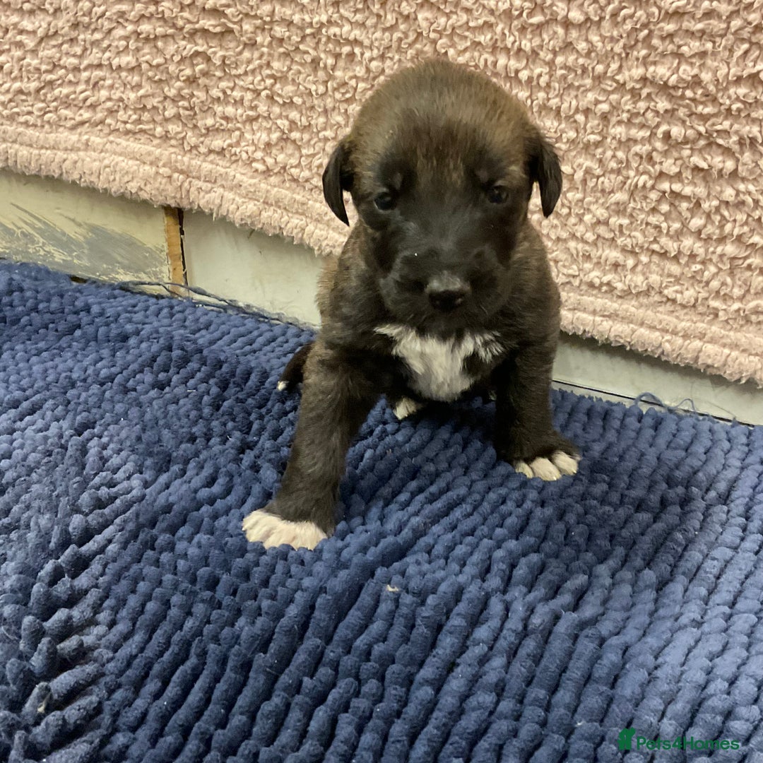 Mixed Breed dogs for sale: WOLFADOODLE F1B REVERSE. IRISH WOLFHOUND X  - Advert 26