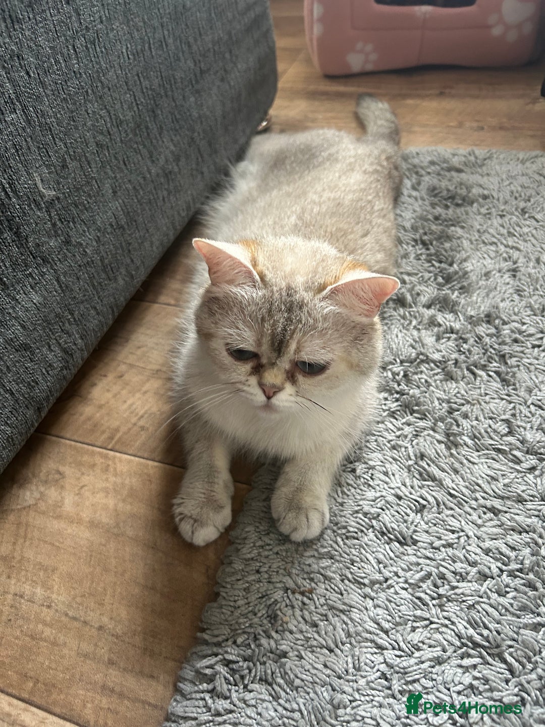 British Shorthair cats for sale: British shorthair kittens  - Image 22
