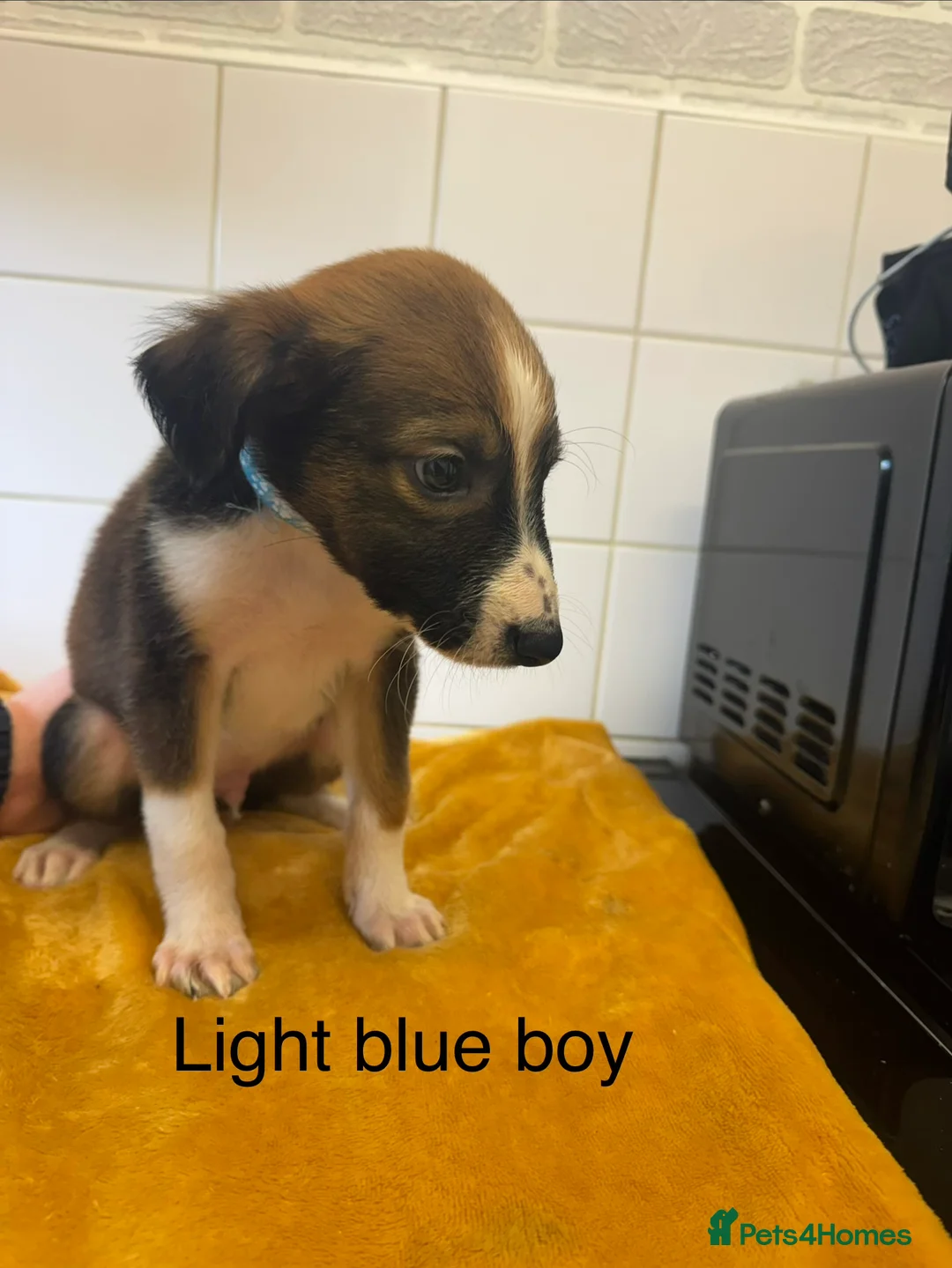 Lurcher dogs for sale: Mali x sluki puppies  - Advert 10