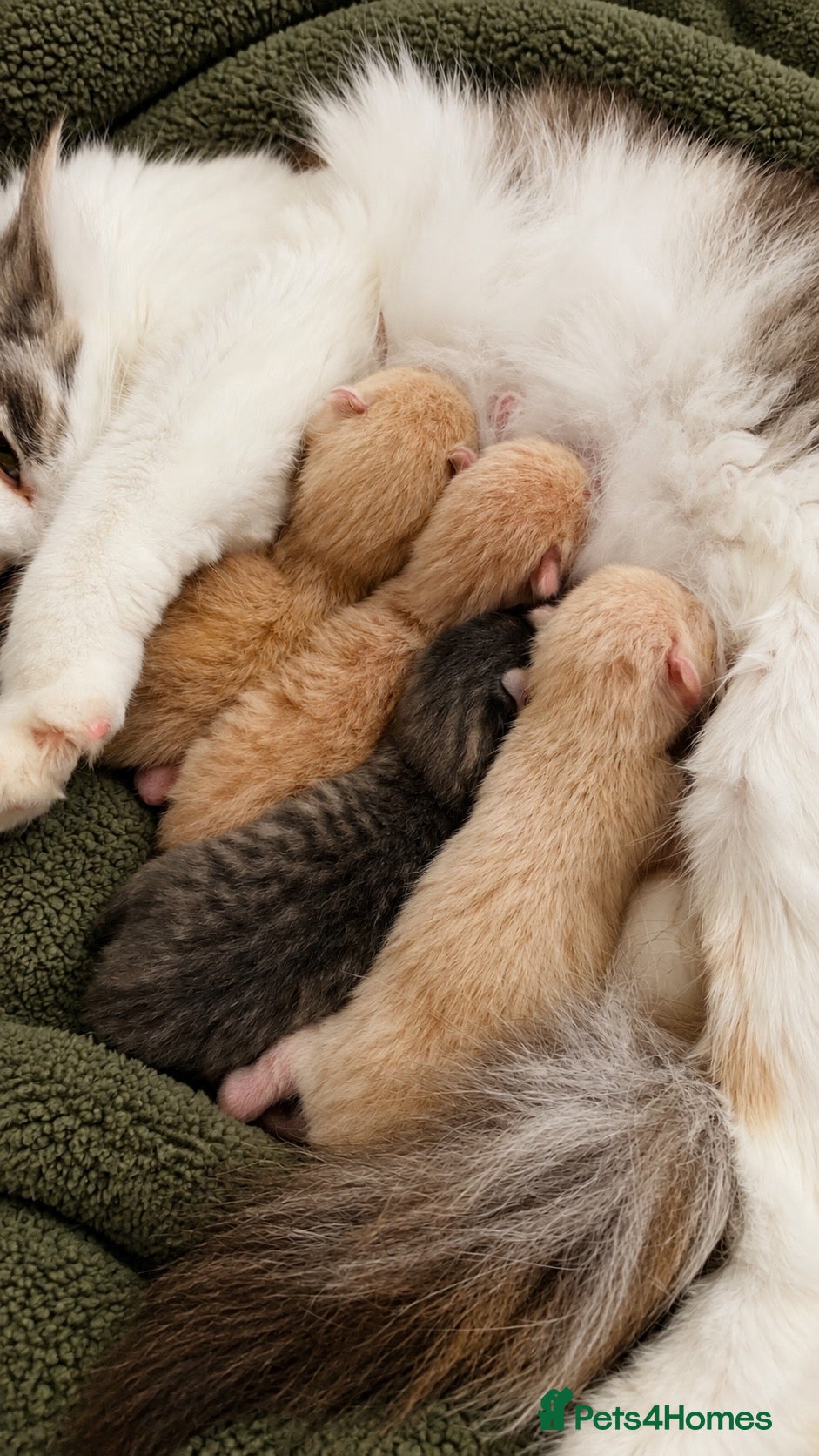 Ragdoll cats 5 Ragdoll mix kittens - Advert 1