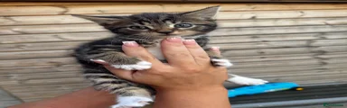 Domestic Shorthair Maine coon 1