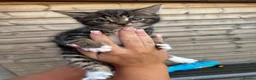 Domestic Shorthair cats for sale: 2 female kittens  in Cambridge - Advert 3