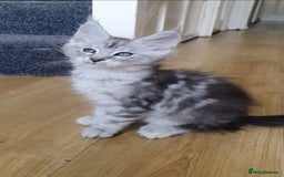 Maine Coon cats for sale: pure reg maine coon kittens - Image 7