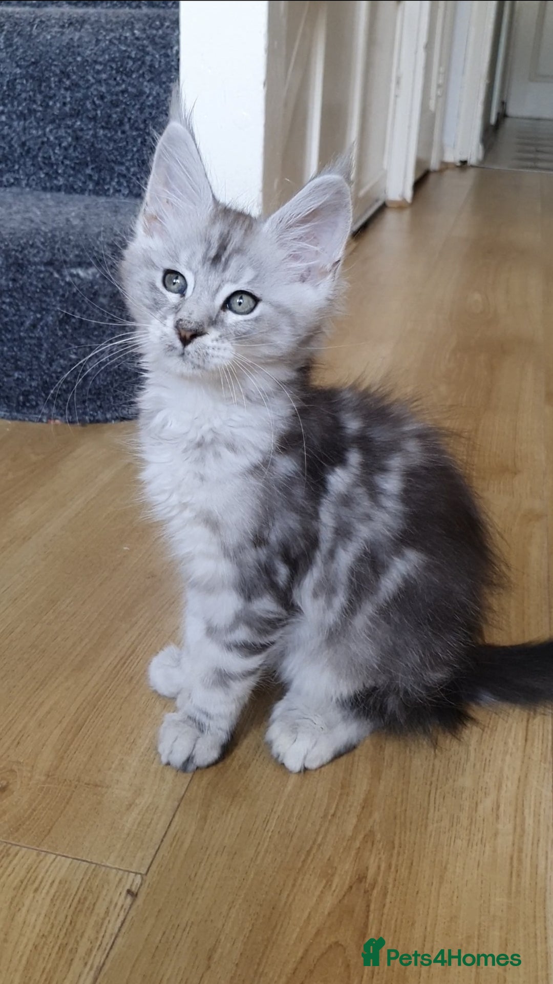 Maine Coon cats for sale: pure reg maine coon kittens - Image 7