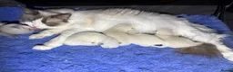 Ragdoll cats for sale: GCCF Registered Ragdoll  - Advert 3