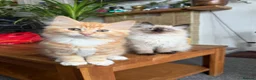 Mixed Breed cats for sale: Kittens for the best homes - Advert 12