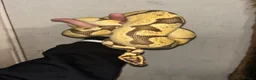 Python Snake reptiles for sale: Ball pythons for rehoming! - Advert 3
