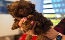 Shih Tzu dogs for sale: Shih Tzu KARASHISHI Line Two Boys Left Green Eyes - Advert 23