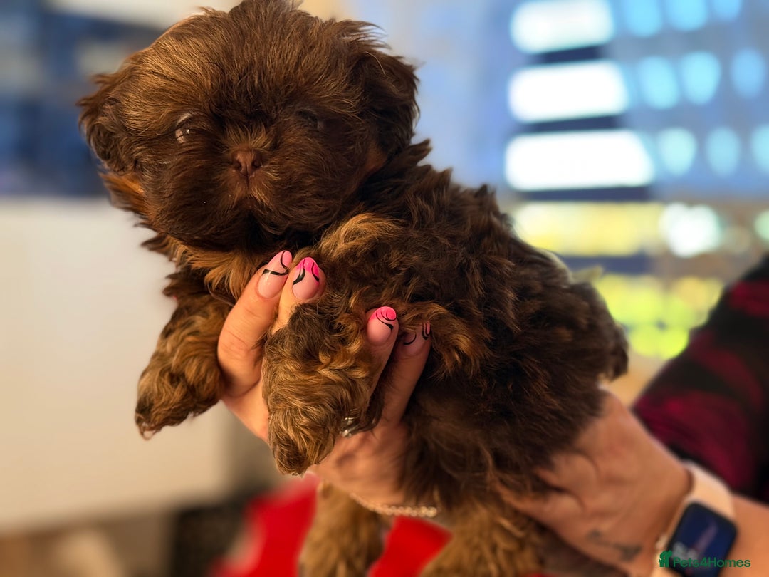 Shih Tzu dogs for sale: Shih Tzu KARASHISHI Line Two Boys Left Green Eyes - Advert 23