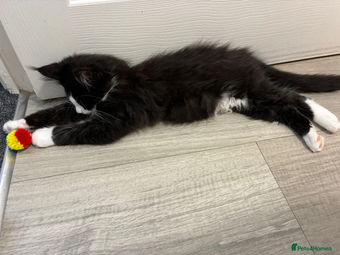 Maine Coon cats for sale: Maine Coon - Urgent rehome 😭 - Advert 4