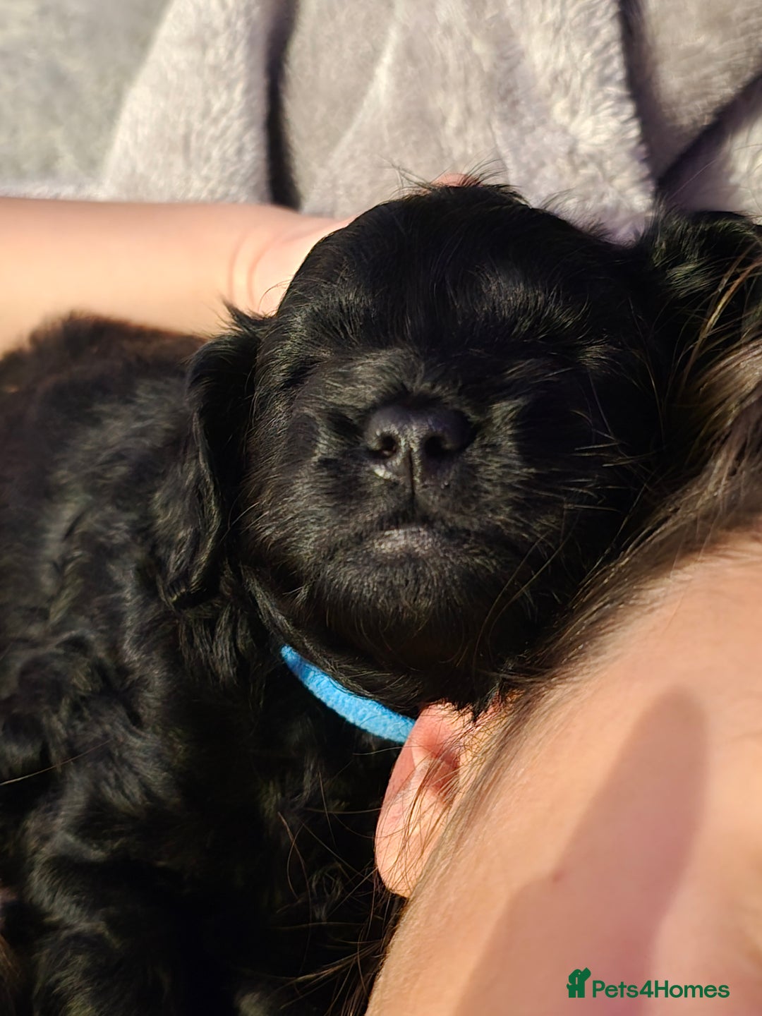 Shihpoo dogs for sale: 5 beautiful Shihpoo puppies - Advert 17