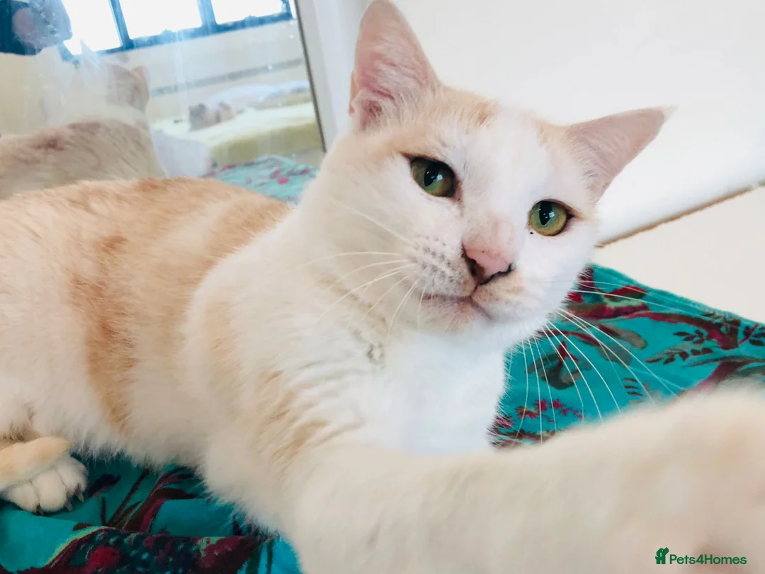 Mixed Breed cats for adoption: MARMIE -AFFECTIONATE CALM SINGLE CAT SPAYED  - Advert 2