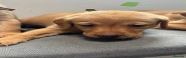 Labrador Retriever 4