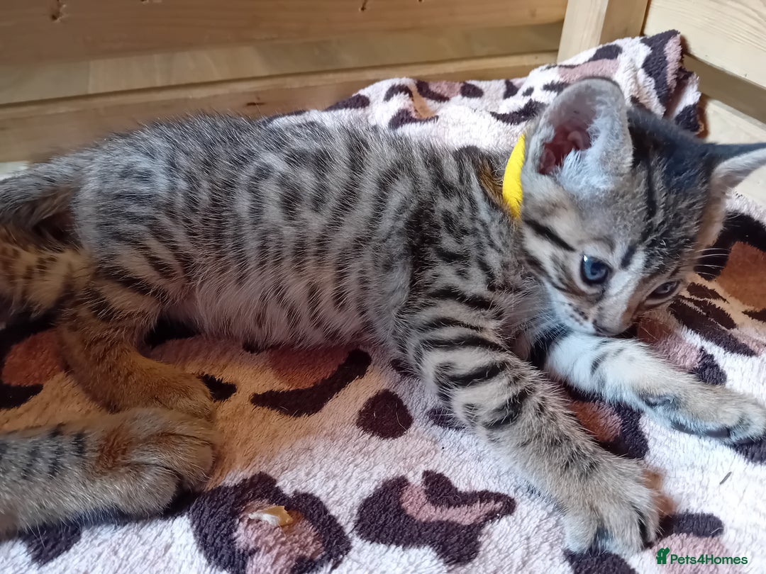 Bengal cats for sale: 6 Stunning Bengal Cross Kittens – Ready 31/10/2025 - Image 13
