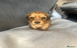 Miniature Dachshund dogs for sale: My last little man longhaired miniature dachshund in Houghton le Spring - Image 13