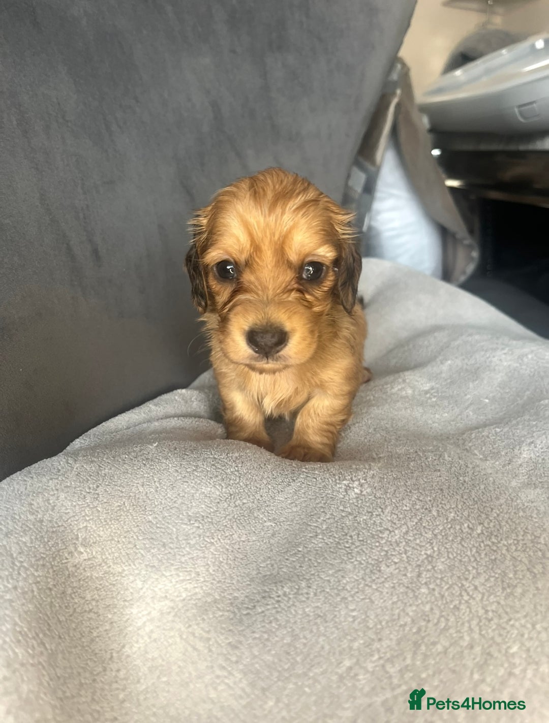 Miniature Dachshund dogs for sale: My last little man longhaired miniature dachshund in Houghton le Spring - Image 13