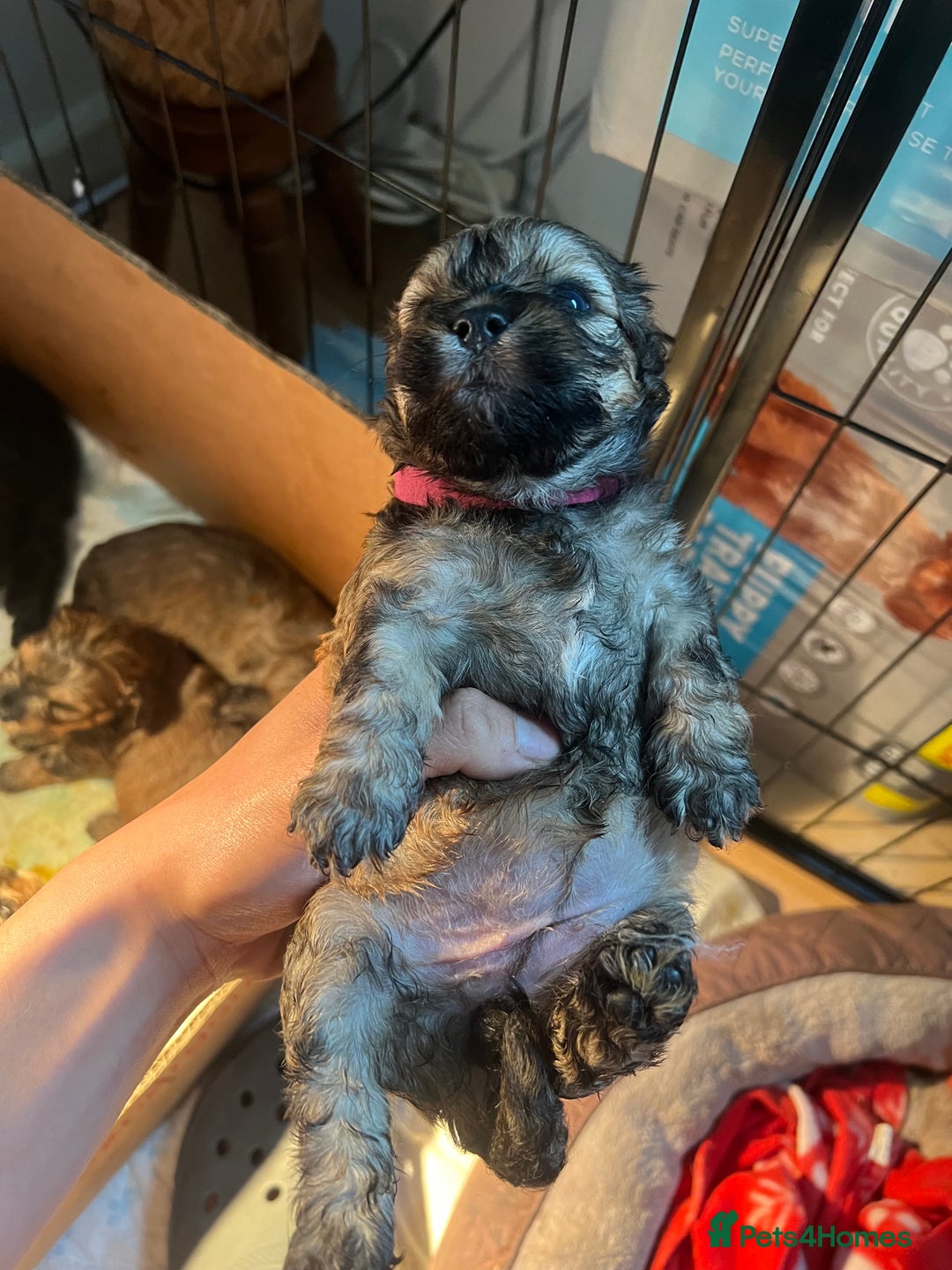 Mixed Breed dogs for sale: 🐶 Cockapoo × Shih Tzu Puppies Ready September  - Image 8