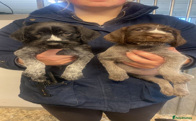 German Wirehaired Pointer dogs - Advert 1