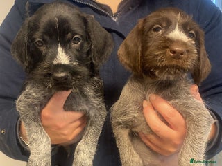 German Wirehaired Pointer dogs 5 Star Registered Breeder litter of GWP puppies - Advert 2